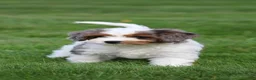 Cavapoo dogs for sale: Flynn - Ad 5