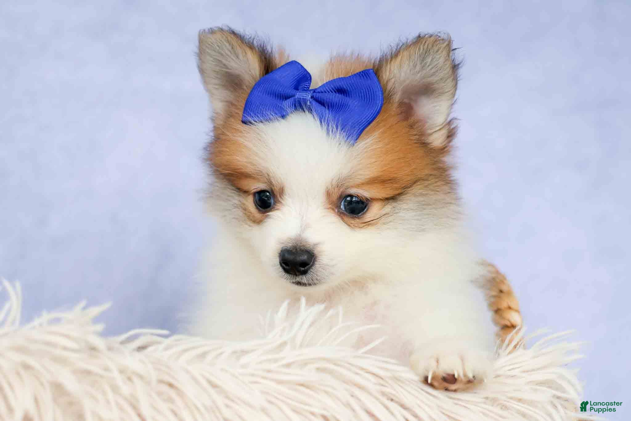 Pomeranian dogs Evan🐶  - Ad 2