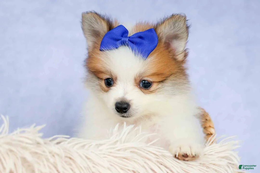 Pomeranian dogs for sale: Evan🐶  - Ad 2