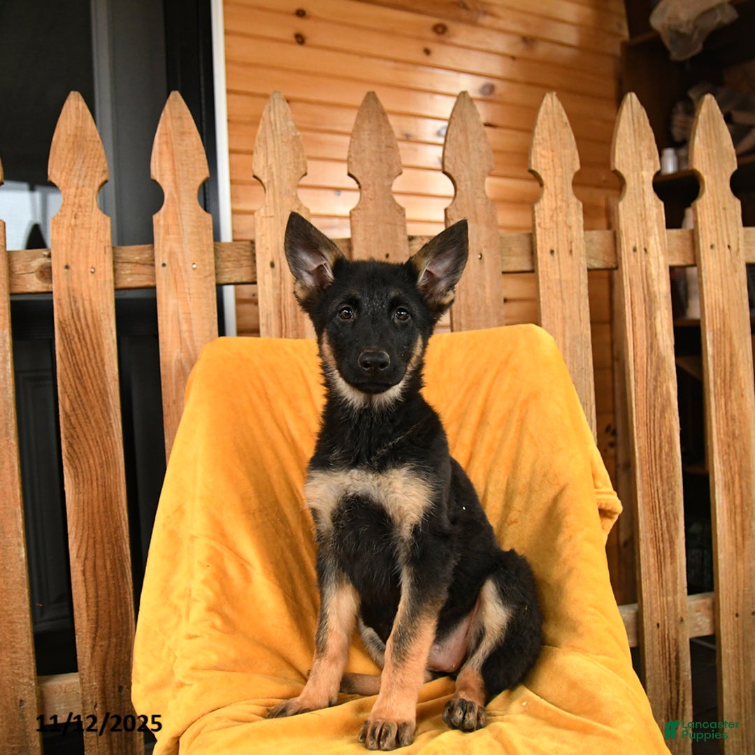 German Shepherd dogs for sale: Princess - Ad 1