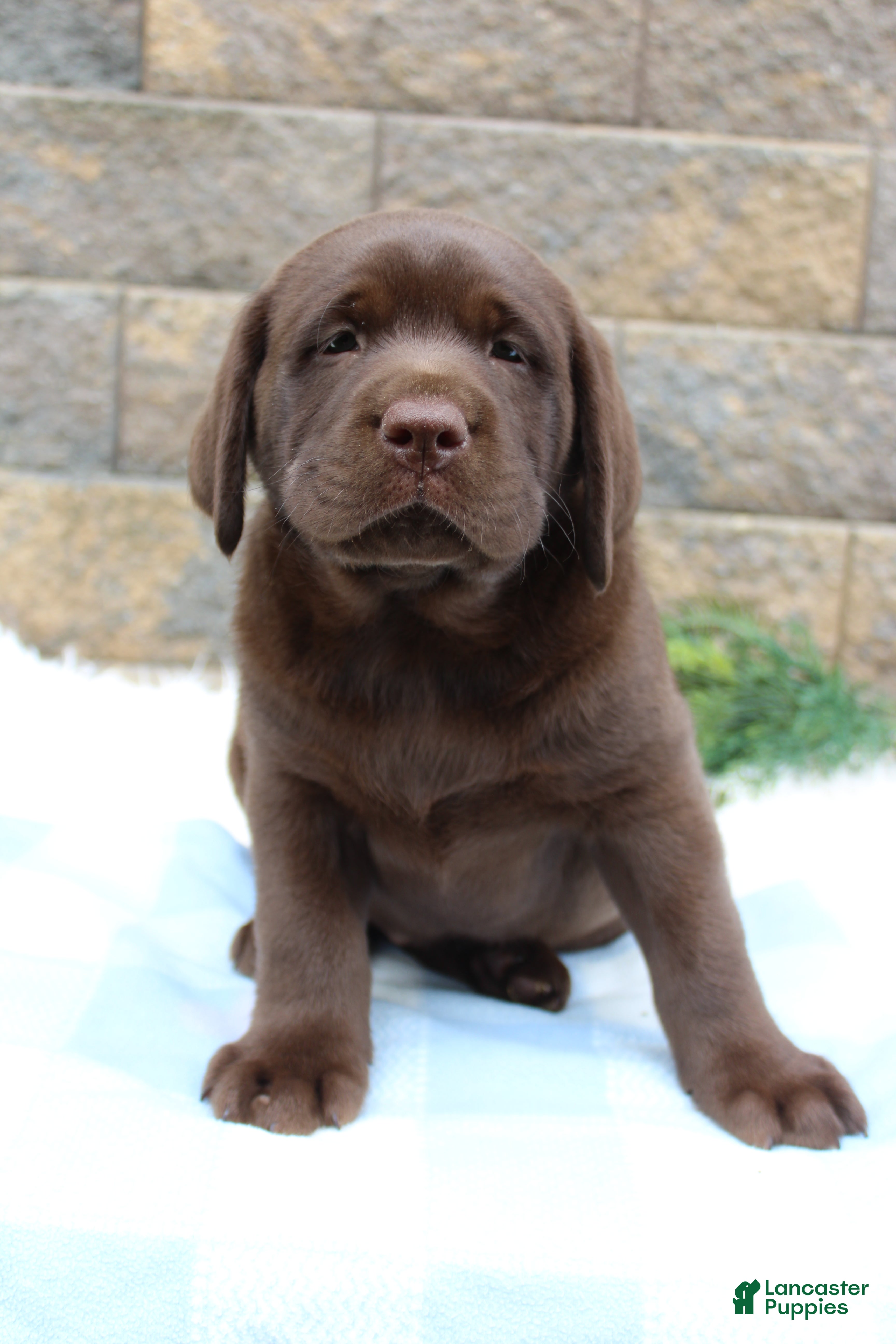 Labrador Retriever dogs for sale: Buster - Ad 4