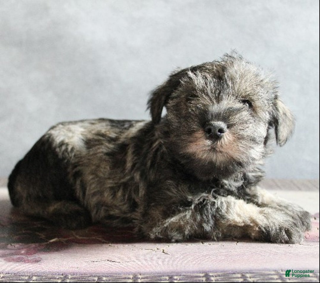 Miniature Schnauzer dogs for sale: Finnigan - Ad 3