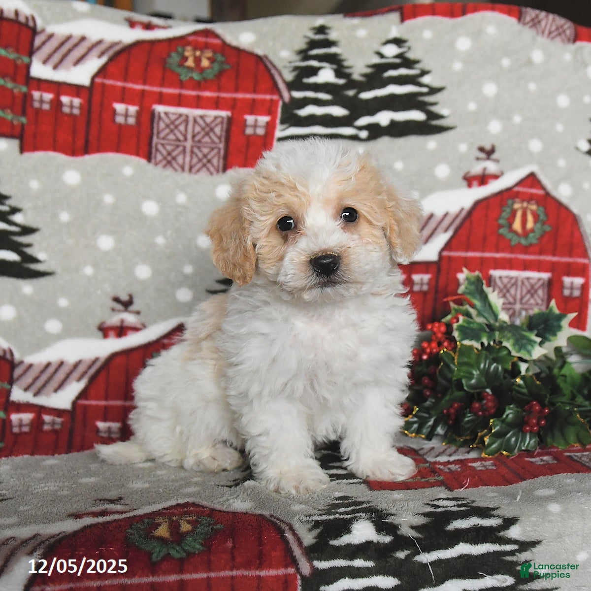 Maltipoo dogs Bandit - Ad 36