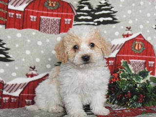 Maltipoo dogs Bandit - Ad 30