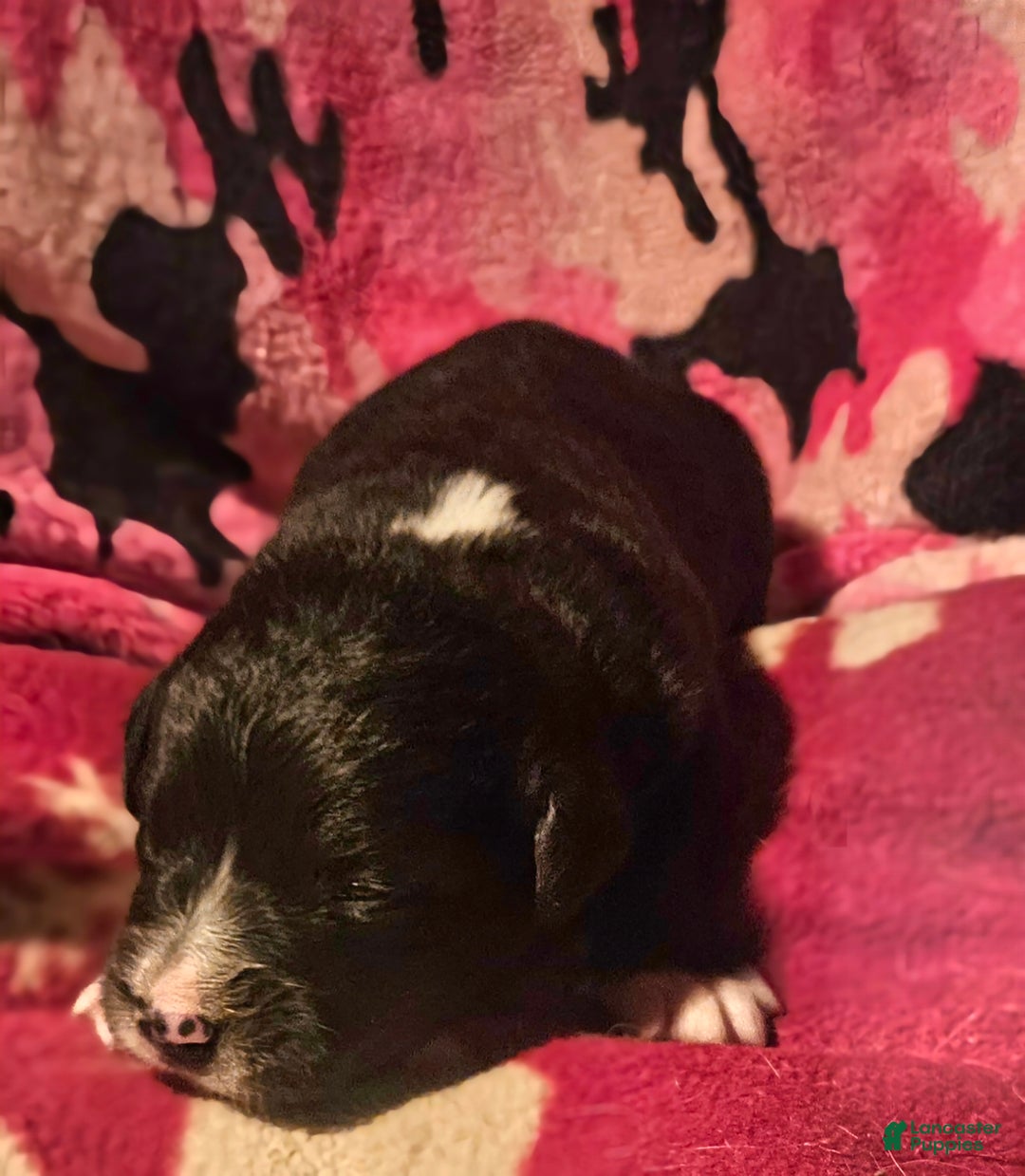 Border Collie dogs for sale: Ice - Ad 10