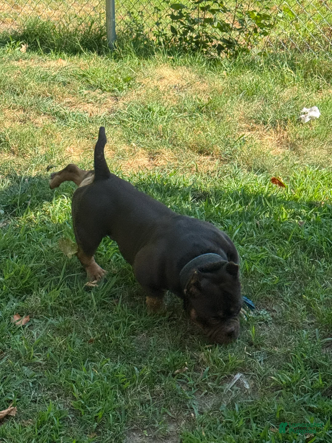 American Bully dogs for sale: American Bully Puppy 1 - Ad 5