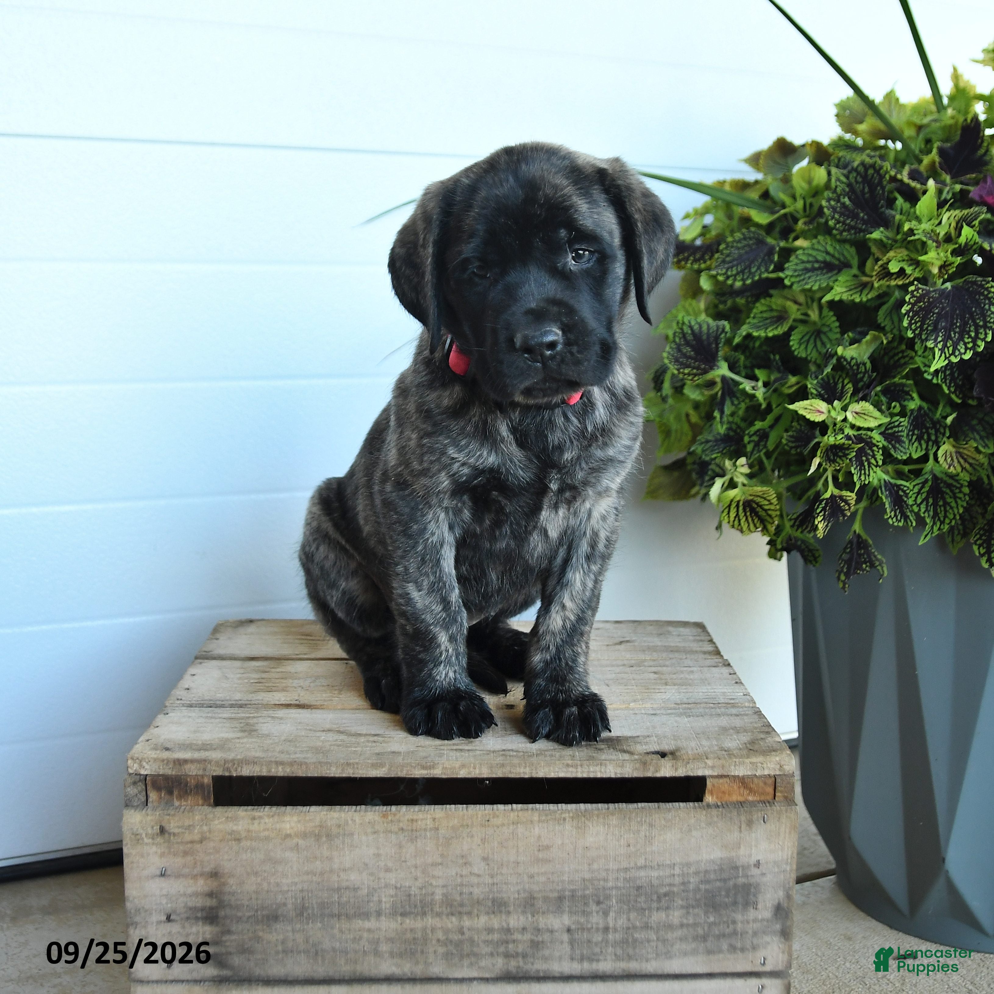 English Mastiff dogs Cassandra - Ad 1