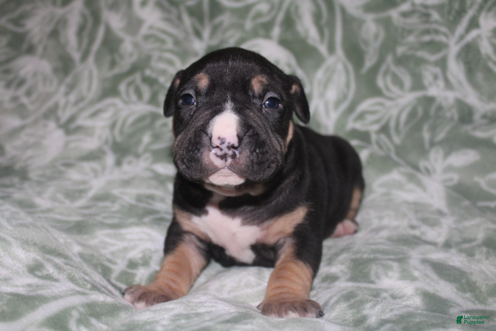 American Bully dogs Moose  - Ad 27