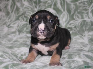 American Bully dogs Moose - Ad 28