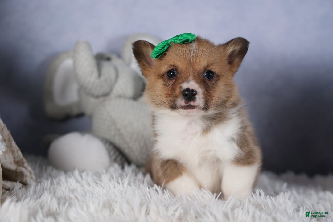 Welsh Corgi Pembroke dogs for sale: REX - Ad 8