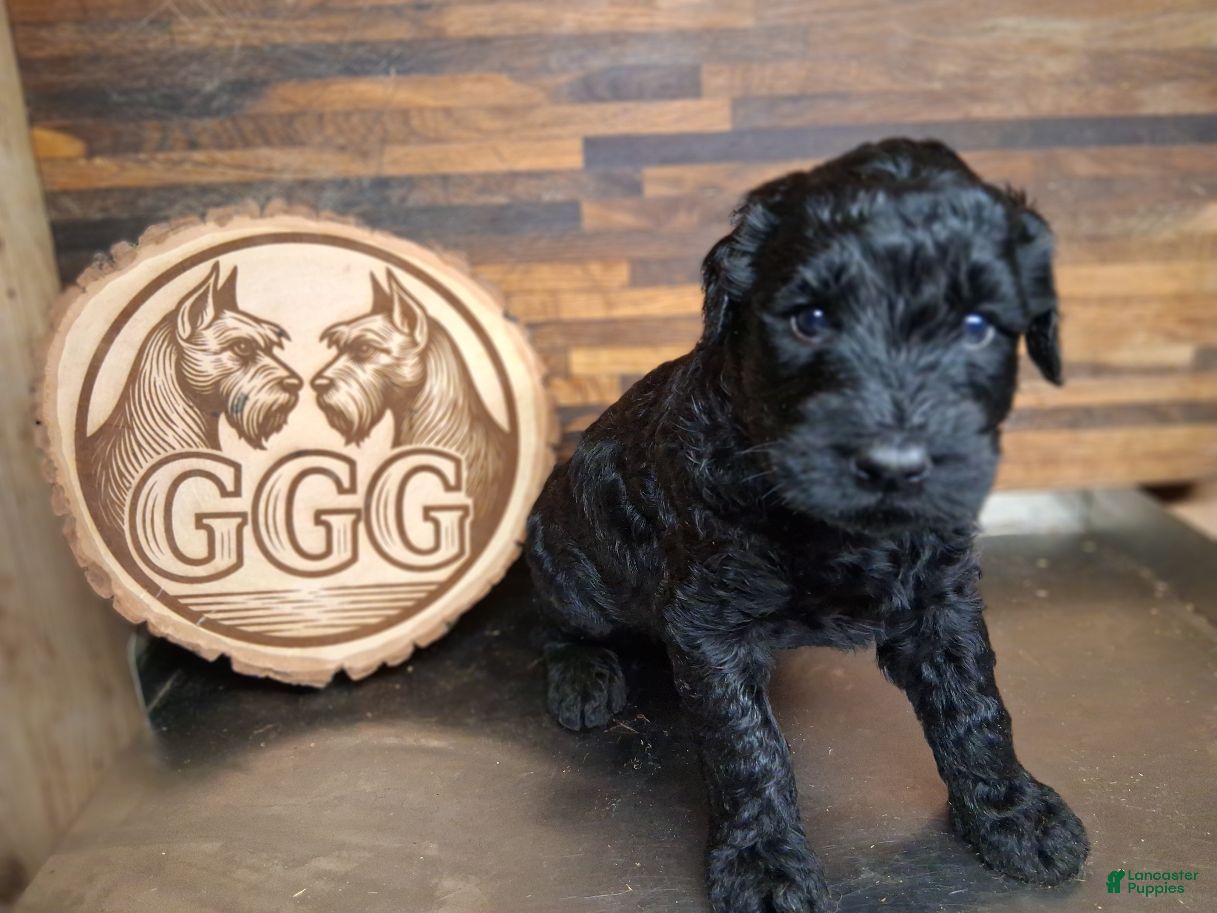 Giant Schnauzer dogs Vanta - Ad 2