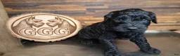 Giant Schnauzer dogs for sale: Vanta - Ad 2