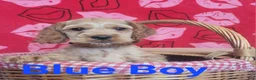Cockapoo dogs for sale: Blue Boy  - Ad 29