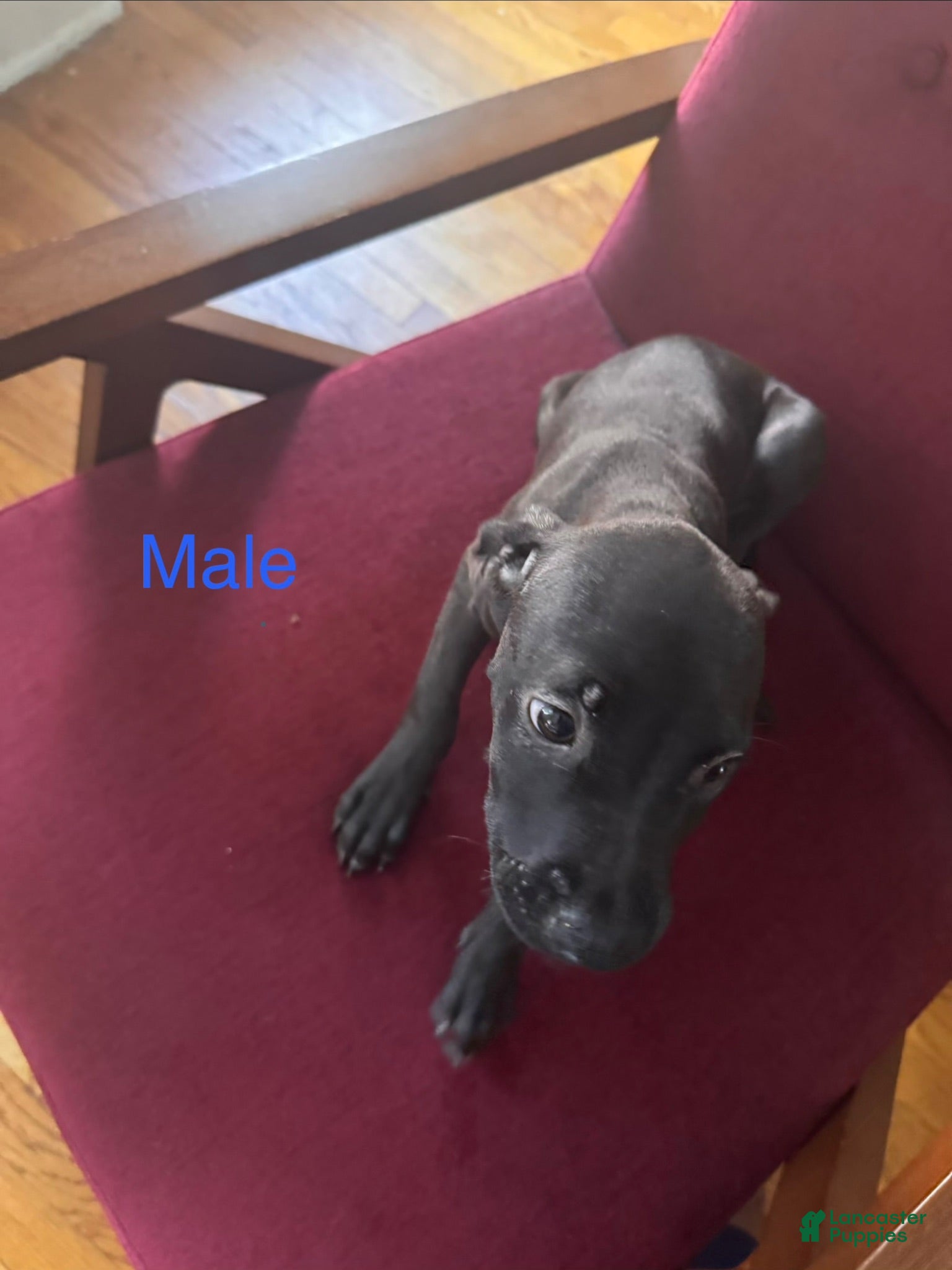 Mixed Breed dogs Mixed Breed 1 - Ad 37