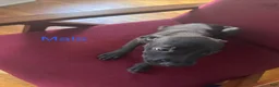 Mixed Breed dogs for sale: Mixed Breed 1 - Ad 1