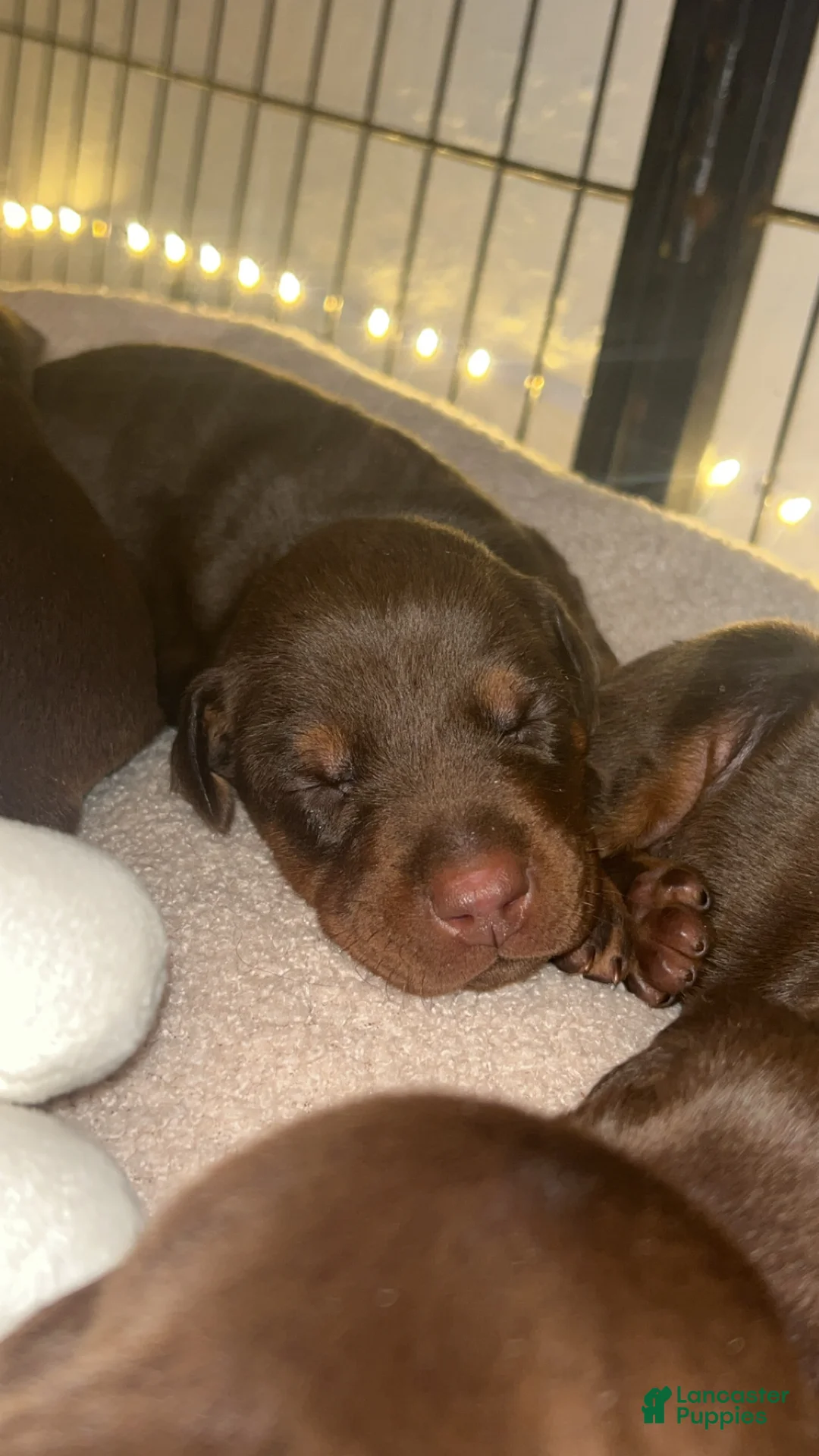 Doberman Pinscher dogs for sale: Red boy  - Ad 1