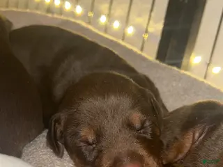 Doberman Pinscher dogs Red boy - Ad 39