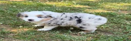 Miniature Australian Shepherd dogs for sale: Prince - Ad 1