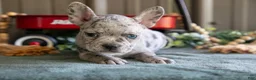 Mixed Breed dogs for sale: Beauty - Ad 3