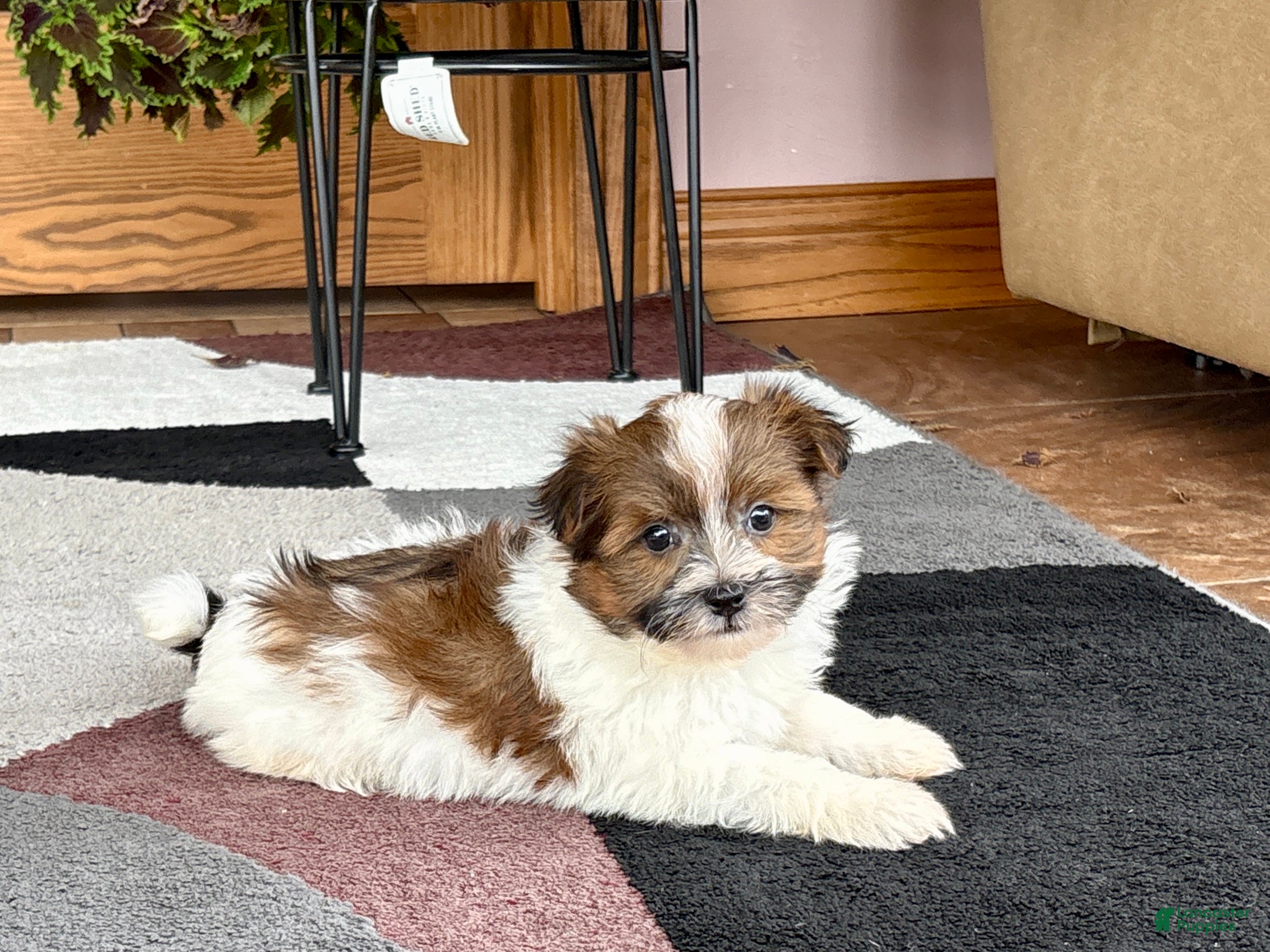 Havanese dogs Male 1 - Ad 2