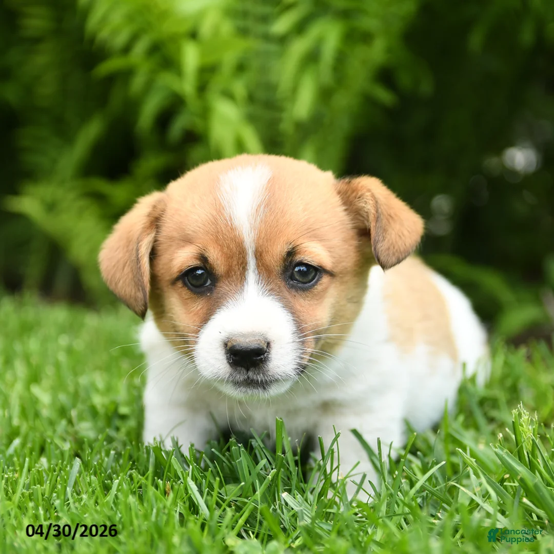 Mixed Breed dogs for sale: Desmond - Ad 3