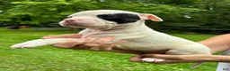 American Bulldog dogs for sale: Female 1 - Ad 2