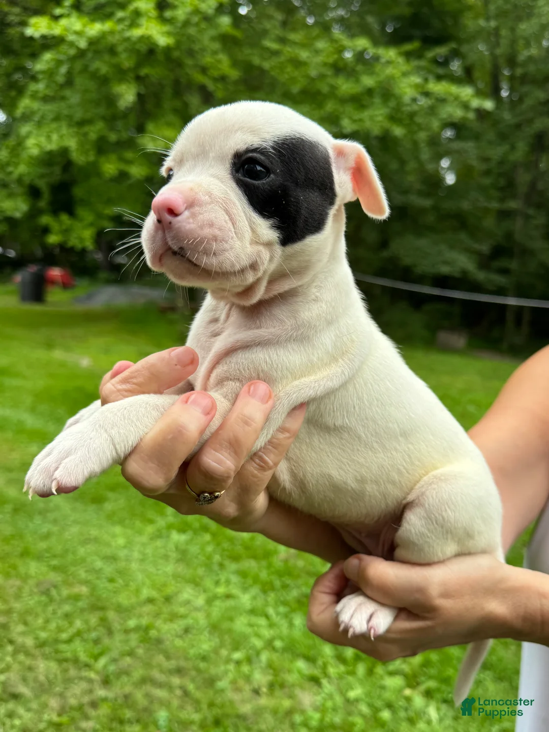 American Bulldog dogs for sale: Female 1 - Ad 2