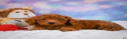 Cavapoo dogs for sale: Duke - Ad 11