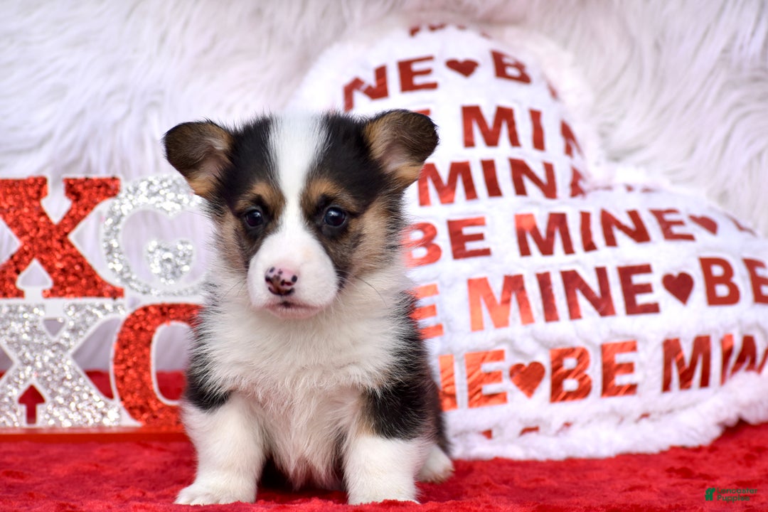 Welsh Corgi Pembroke dogs for sale: Welsh Corgi Pembroke Puppy 2 - Ad 2