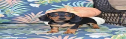 Miniature Dachshund dogs for sale: Harper - Ad 3