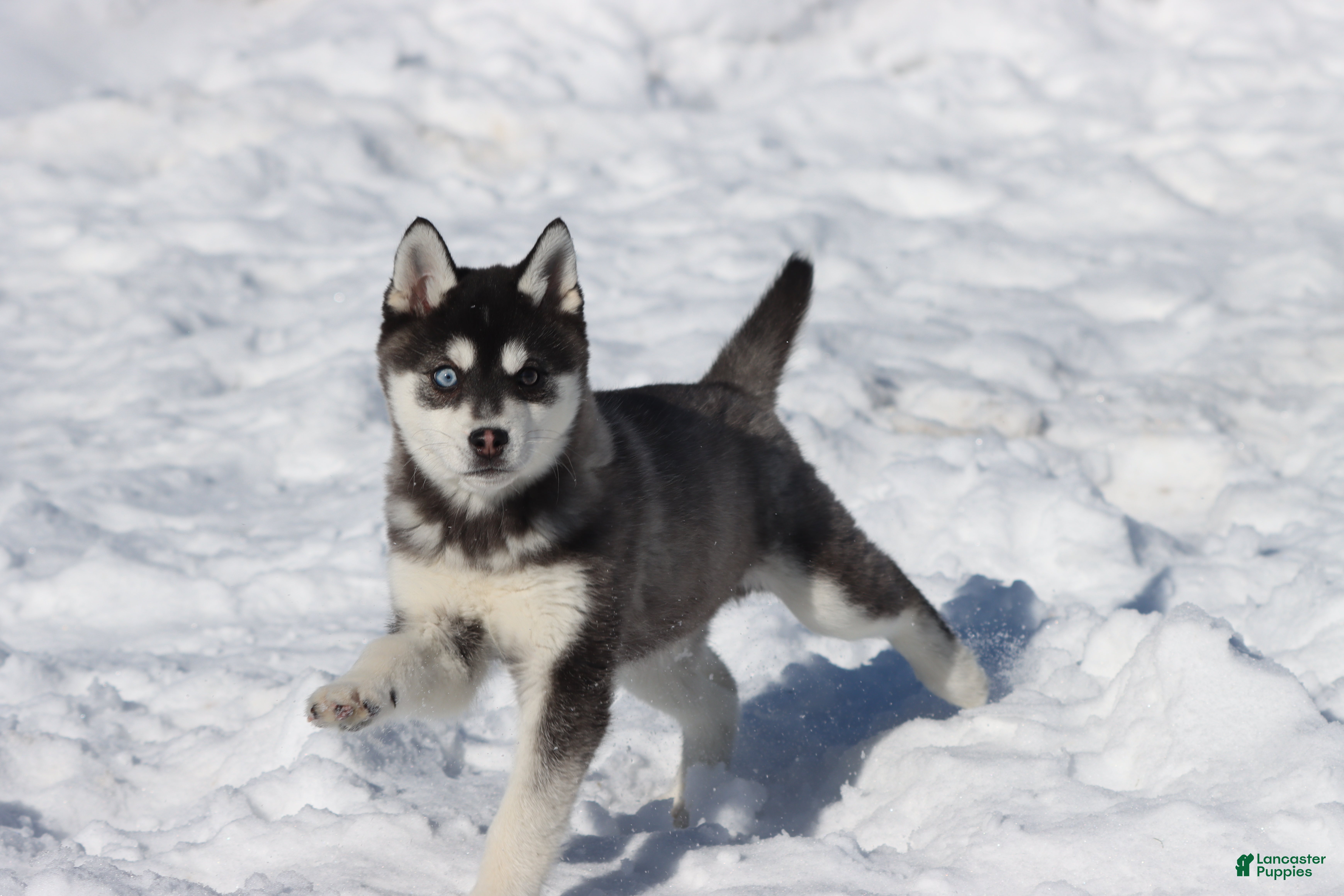 Alaskan Klee Kai dogs Jack Frost - Ad 14