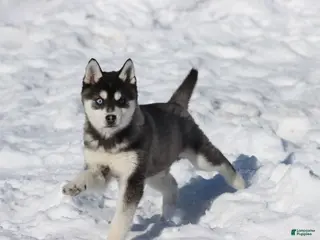 Alaskan Klee Kai dogs Jack Frost - Ad 14