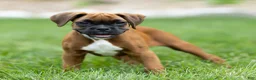 Boxer dogs for sale: Neva Boxer  - Ad 9