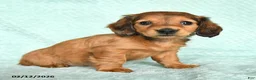 Miniature Dachshund dogs for sale: Daffy - Ad 4