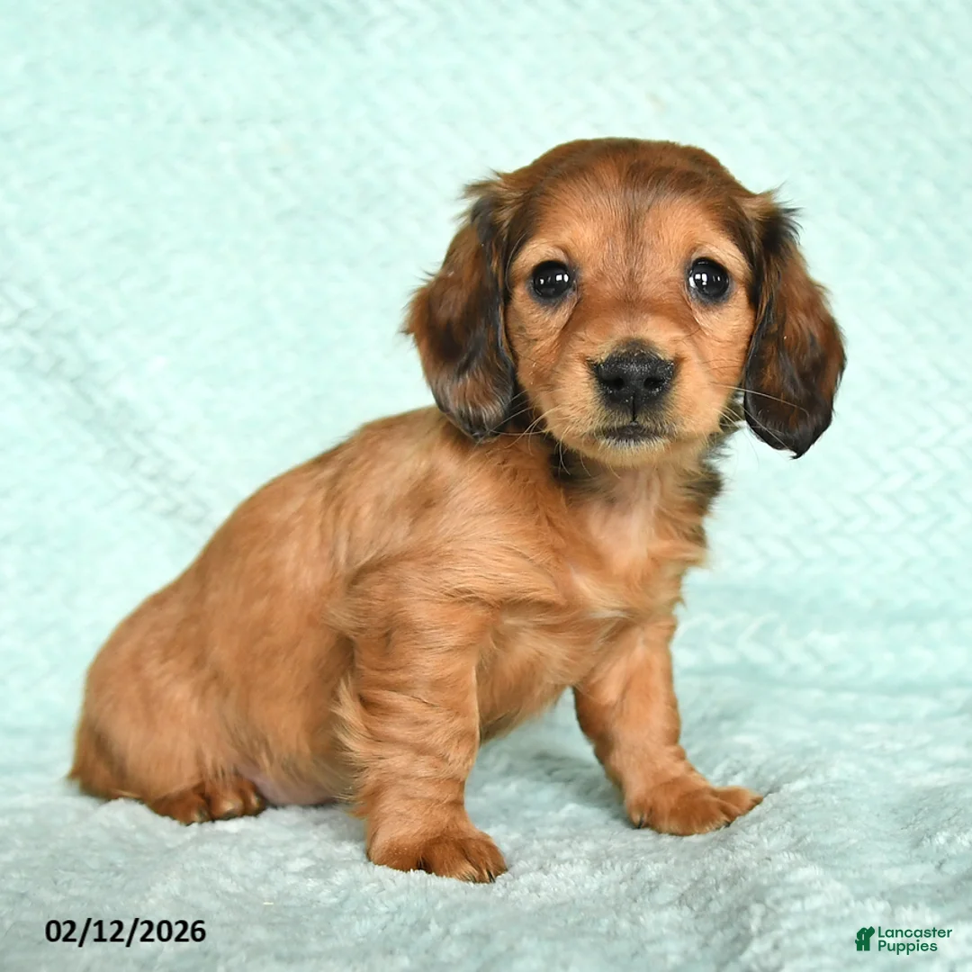 Miniature Dachshund dogs for sale: Daffy - Ad 4
