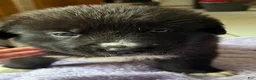 Mixed Breed dogs for sale: Fuzz - Ad 3