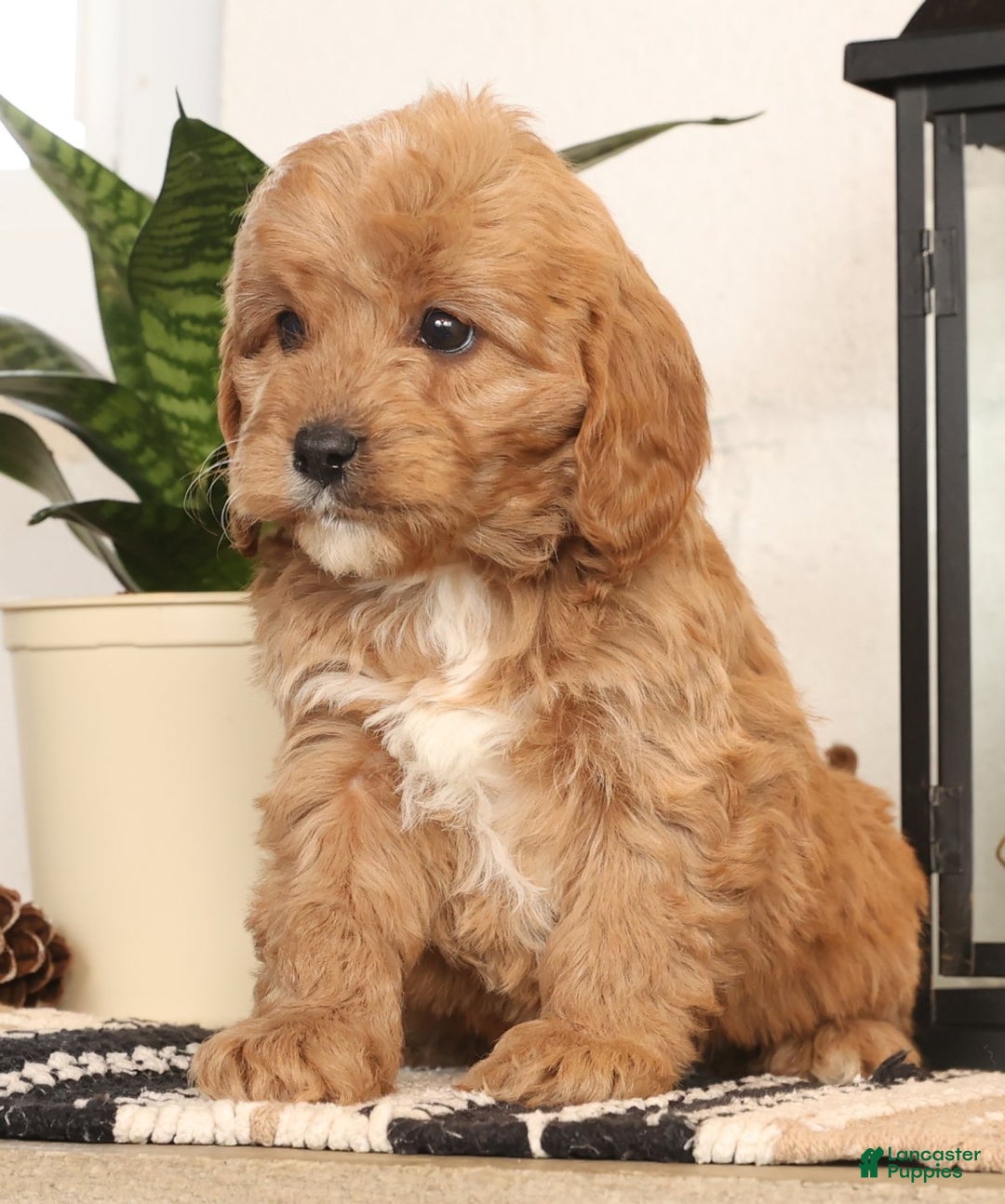 Cavapoo dogs for sale: Mason - Ad 2