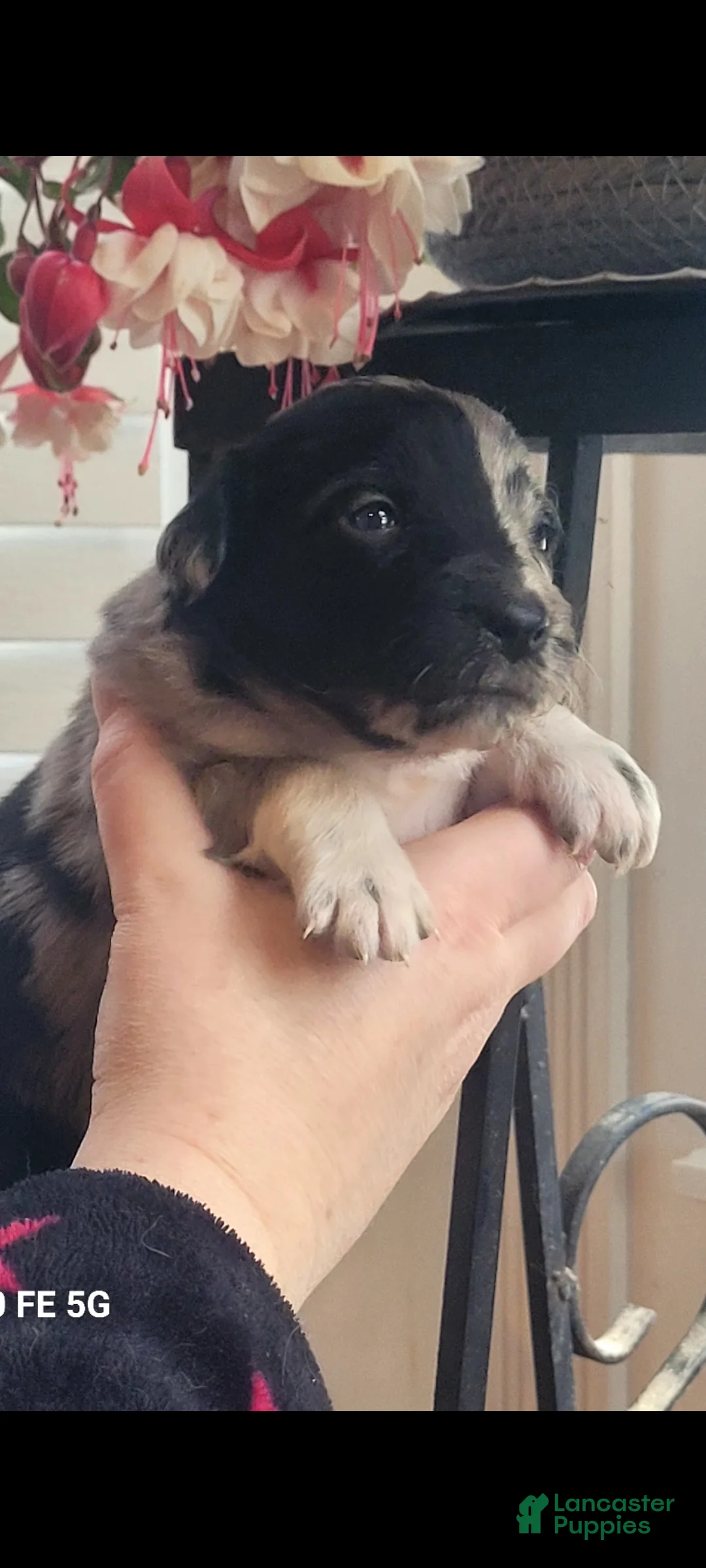 Australian Shepherd dogs for sale: Australian Shepherd Puppy 6 - Ad 2