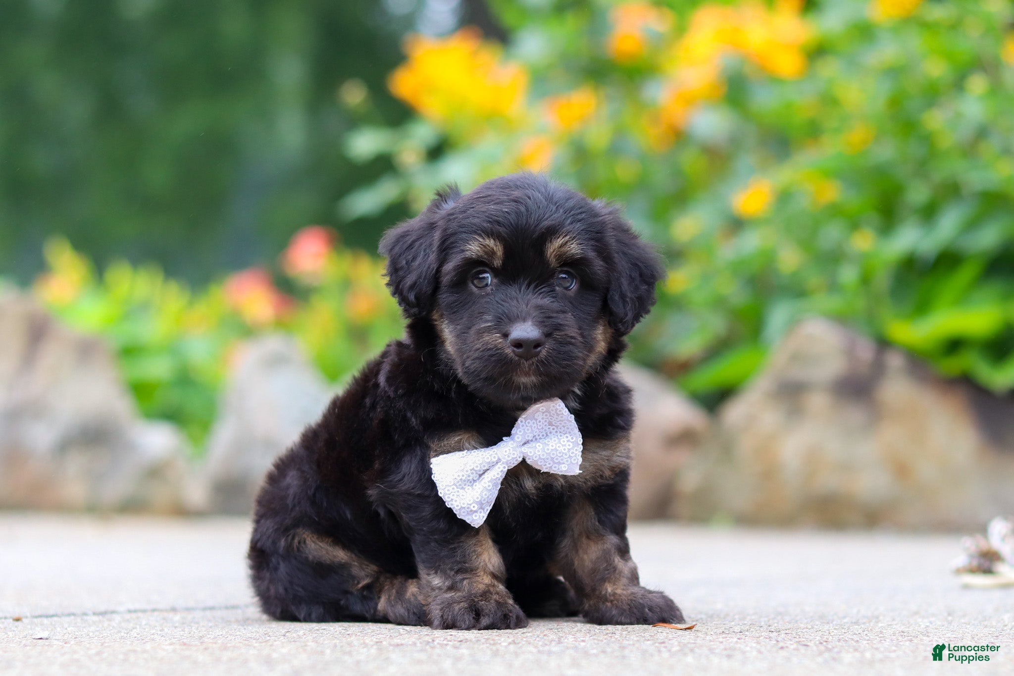 Mini Aussiedoodle dogs Austin - Ad 2