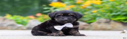 Mini Aussiedoodle dogs for sale: Austin - Ad 2