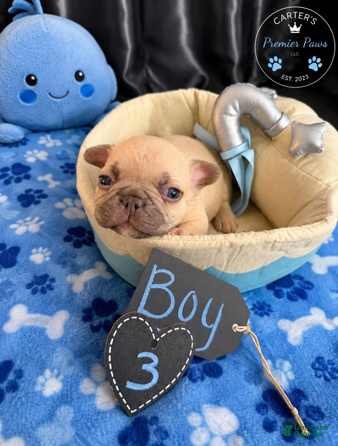 French Bulldog dogs for sale: French Bulldog 8 Teddy  - Ad 2