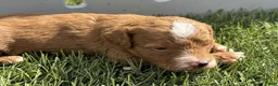 Mini Goldendoodle dogs for sale: Feta - Ad 1