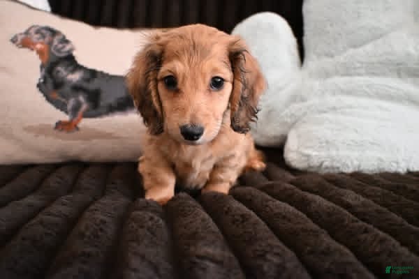 Dachshund dogs Dachshund Puppy 1 - Ad 42