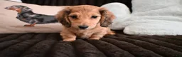 Dachshund dogs for sale: Dachshund Puppy 1 - Ad 1