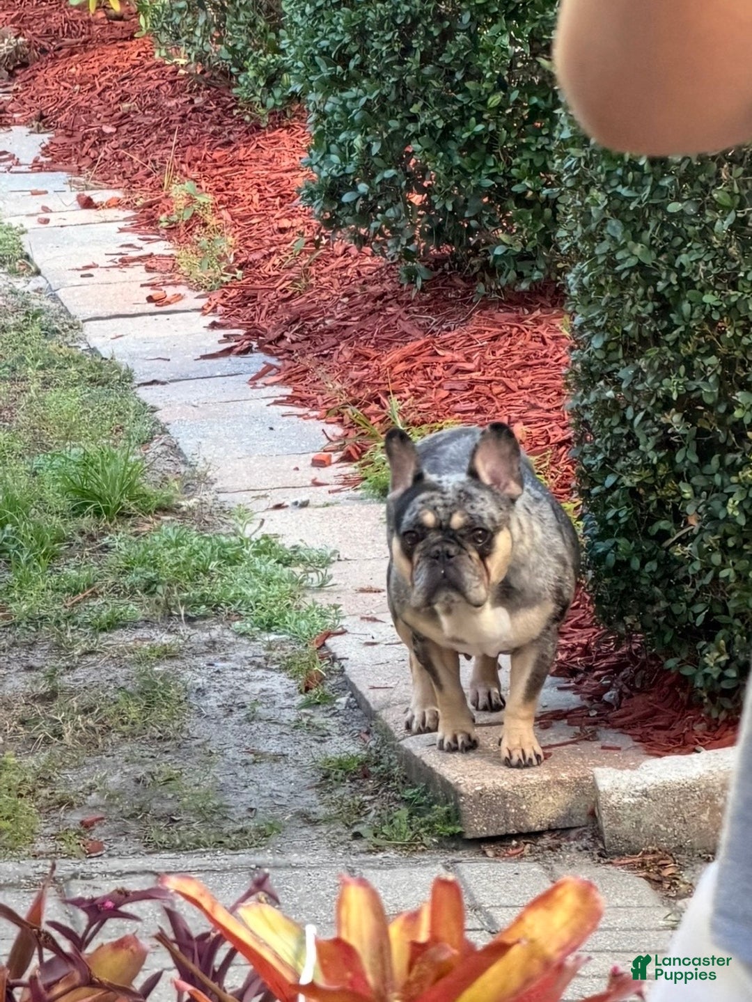 French Bulldog dogs for sale: Princess  - Ad 2