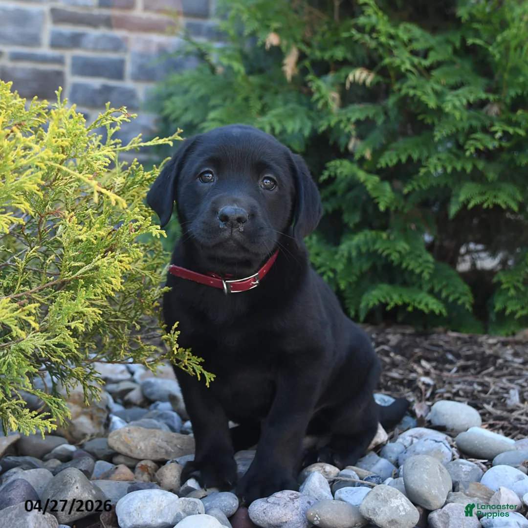 Labrador Retriever dogs for sale: Bowie - Ad 2