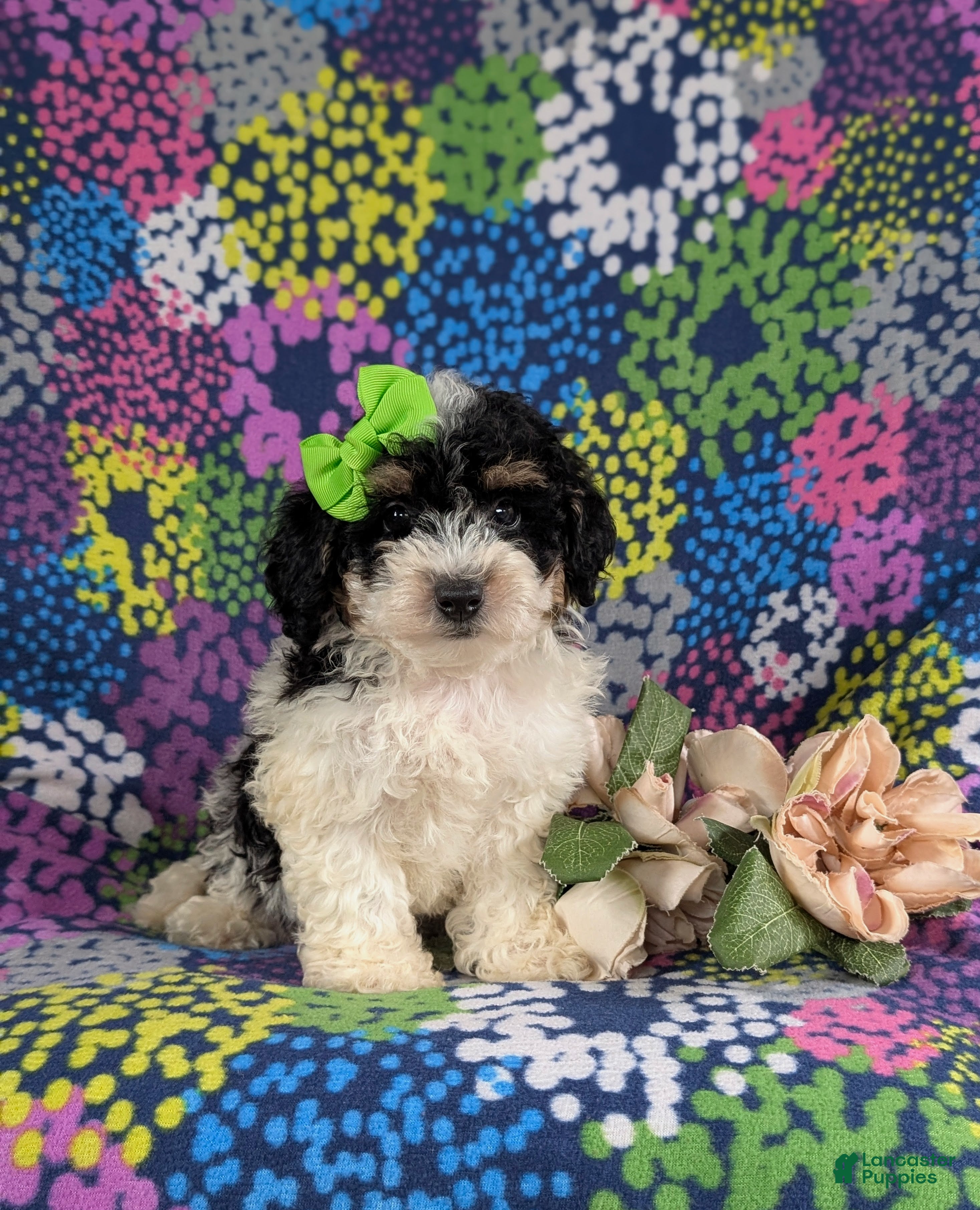 Bichpoo dogs Giovanna - Ad 1