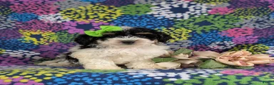 Giovanna