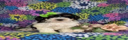 Bichpoo dogs for sale: Giovanna - Ad 1