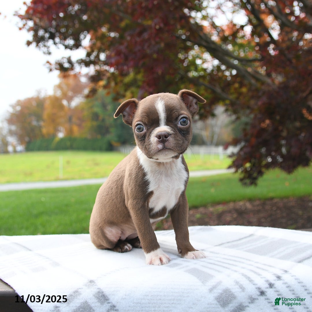 Boston Terrier dogs for sale: Pumpkin - Ad 3